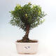 Izbová bonsai - Syzygium - Pimentovník - 1/4