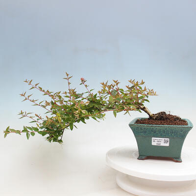 Vonkajší bonsai - Abelia Grandiflora - Abélia veľkokvetá - 1