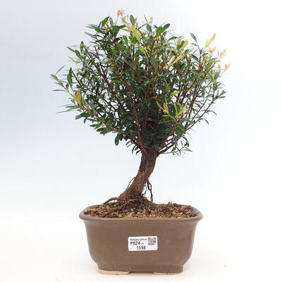 Izbová bonsai - Syzygium - Pimentovník - 1