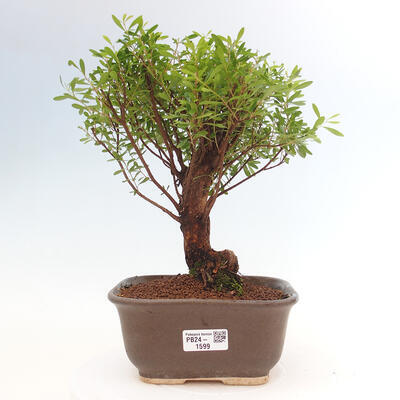 Izbová bonsai - Syzygium - Pimentovník - 1