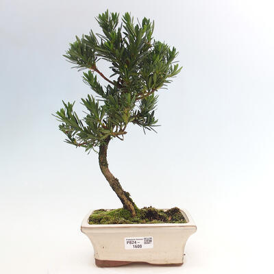 Izbová bonsai - Podocarpus - Kamenný tis - 1