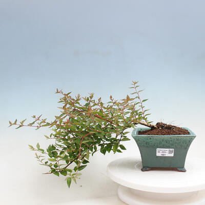 Vonkajší bonsai - Abelia Grandiflora - Abélia veľkokvetá - 1