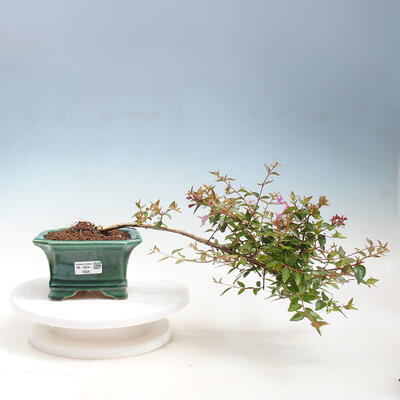 Vonkajší bonsai - Abelia Grandiflora - Abélia veľkokvetá - 1