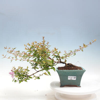 Vonkajší bonsai - Abelia Grandiflora - Abélia veľkokvetá - 1