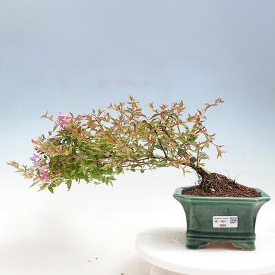 Vonkajší bonsai - Abelia Grandiflora - Abélia veľkokvetá - 1