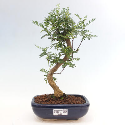 Izbová bonsai - Zantoxylum piperitum - Pepřovník - 1