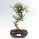 Izbová bonsai - Zantoxylum piperitum - Pepřovník - 1/4