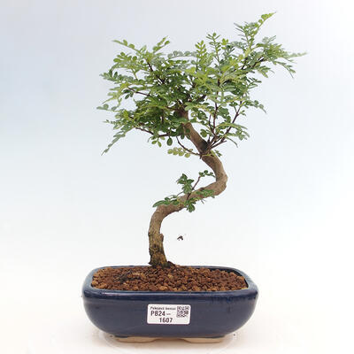 Izbová bonsai - Zantoxylum piperitum - Pepřovník - 1