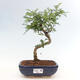 Izbová bonsai - Zantoxylum piperitum - Pepřovník - 1/4