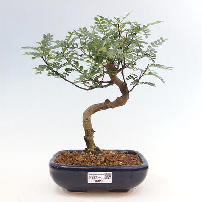 Izbová bonsai - Zantoxylum piperitum - Pepřovník - 1