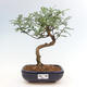 Izbová bonsai - Zantoxylum piperitum - Pepřovník - 1/4