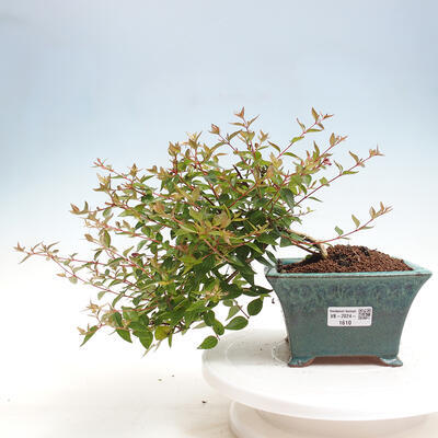 Vonkajší bonsai - Abelia Grandiflora - Abélia veľkokvetá - 1