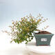 Vonkajší bonsai - Abelia Grandiflora - Abélia veľkokvetá - 1/3