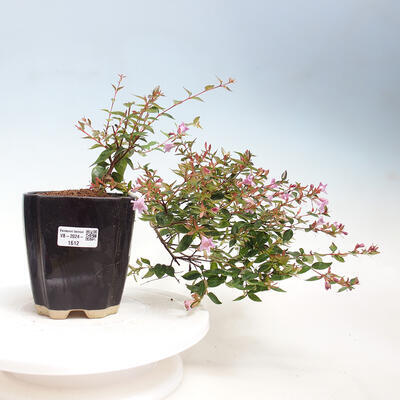 Vonkajší bonsai - Abelia Grandiflora - Abélia veľkokvetá - 1