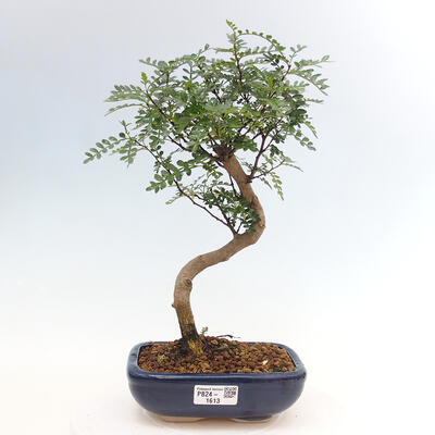 Izbová bonsai - Zantoxylum piperitum - Pepřovník - 1