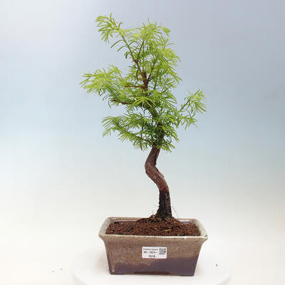 Vonkajšie bonsai - Metasequoia glyptostroboides - Metasekvoja čínska - 1