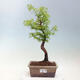 Vonkajšie bonsai - Metasequoia glyptostroboides - Metasekvoja čínska - 1/3