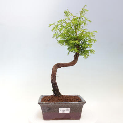 Vonkajšie bonsai - Metasequoia glyptostroboides - Metasekvoja čínska - 1