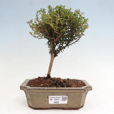 Vonkajší bonsai-Lonicera nitída Twiggy-Zimolez