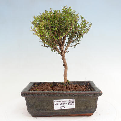 Vonkajší bonsai-Lonicera nitída Twiggy-Zimolez