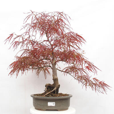 Vonkajší bonsai - Javor dlanitolistý - Acer palmatum RED PYGMY - 1