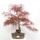 Vonkajší bonsai - Javor dlanitolistý - Acer palmatum RED PYGMY - 1/6