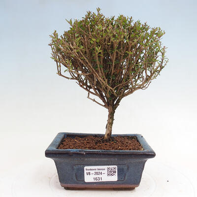 Vonkajší bonsai-Lonicera nitída Twiggy-Zimolez