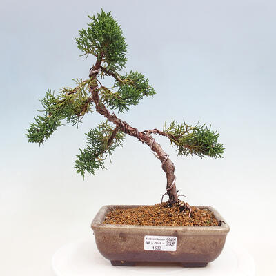 Vonkajší bonsai - Juniperus chinensis Kishu -Jalovec čínsky