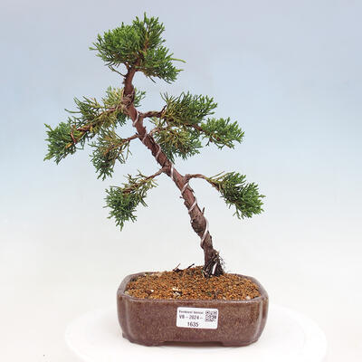 Vonkajší bonsai - Juniperus chinensis Kishu -Jalovec čínsky