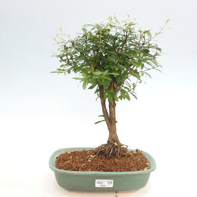 Izbová bonsai-PUNICA granatum -Granátové jablko