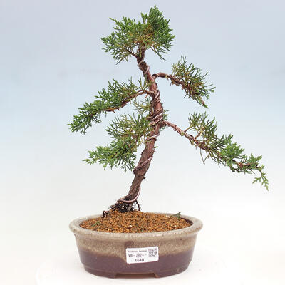 Vonkajší bonsai - Juniperus chinensis Kishu -Jalovec čínsky