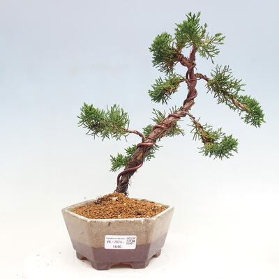 Vonkajší bonsai - Juniperus chinensis Kishu -Jalovec čínsky