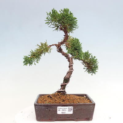 Vonkajší bonsai - Juniperus chinensis Kishu -Jalovec čínsky