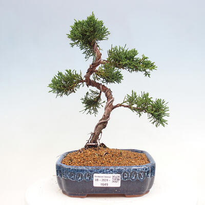 Vonkajší bonsai - Juniperus chinensis Kishu -Jalovec čínsky