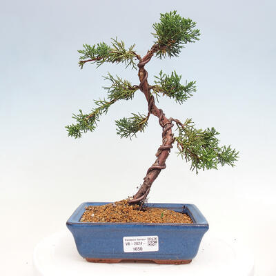 Vonkajší bonsai - Juniperus chinensis Kishu -Jalovec čínsky