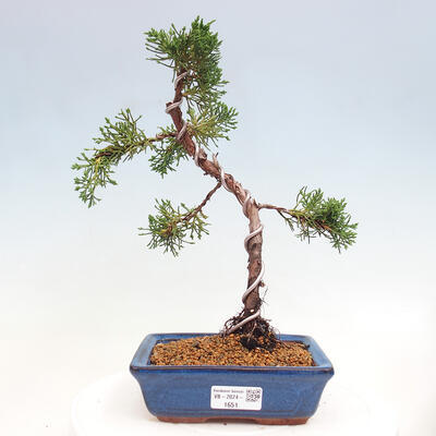 Vonkajší bonsai - Juniperus chinensis Kishu -Jalovec čínsky