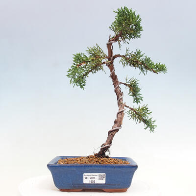 Vonkajší bonsai - Juniperus chinensis Kishu -Jalovec čínsky