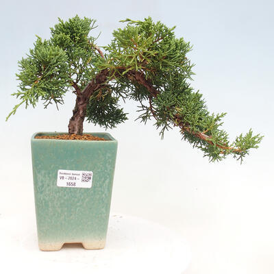 Vonkajší bonsai - Juniperus chinensis Kishu -Jalovec čínsky