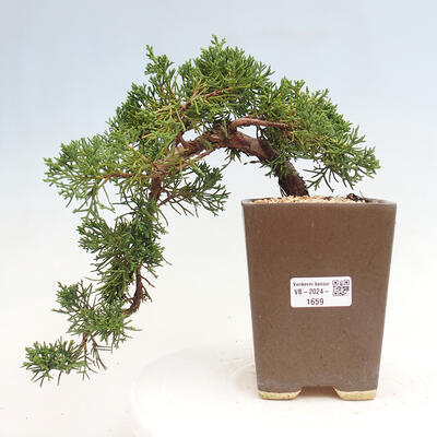 Vonkajší bonsai - Juniperus chinensis Kishu -Jalovec čínsky