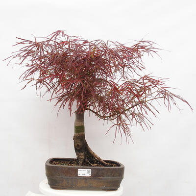 Vonkajší bonsai - Javor dlanitolistý - Acer palmatum RED PYGMY - 1