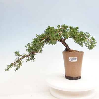 Vonkajší bonsai - Juniperus chinensis Kishu -Jalovec čínsky