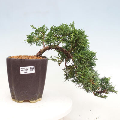 Vonkajší bonsai - Juniperus chinensis Kishu -Jalovec čínsky