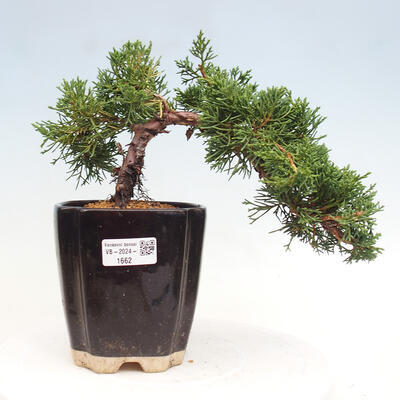 Vonkajší bonsai - Juniperus chinensis Kishu -Jalovec čínsky