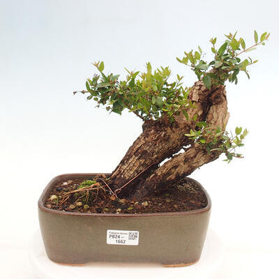 Izbová bonsai - Myrtus communis - Myrta obyčajná - 1