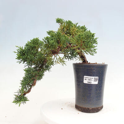 Vonkajší bonsai - Juniperus chinensis Kishu -Jalovec čínsky