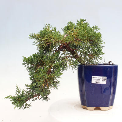 Vonkajší bonsai - Juniperus chinensis Kishu -Jalovec čínsky