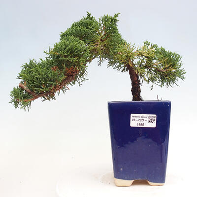 Vonkajší bonsai - Juniperus chinensis Kishu -Jalovec čínsky