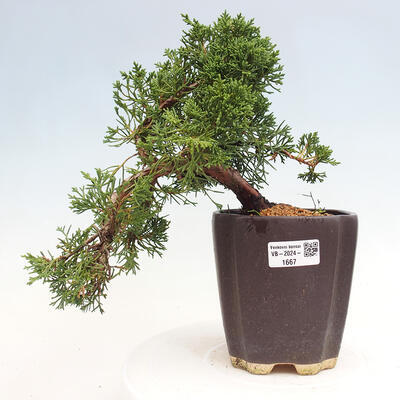 Vonkajší bonsai - Juniperus chinensis Kishu -Jalovec čínsky