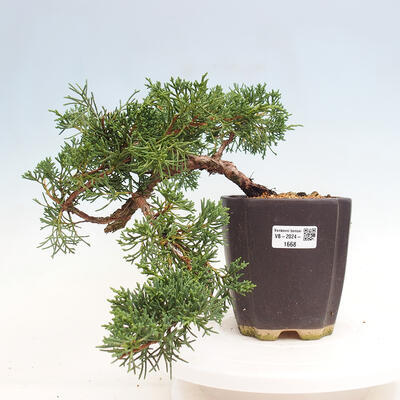 Vonkajší bonsai - Juniperus chinensis Kishu -Jalovec čínsky