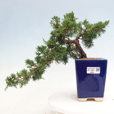 Vonkajší bonsai - Juniperus chinensis Kishu -Jalovec čínsky